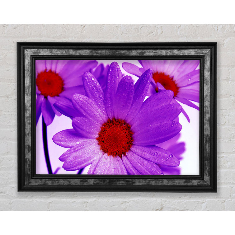 Bright Star Purple Dew Drop Daisys Single Picture Frame Art Prints